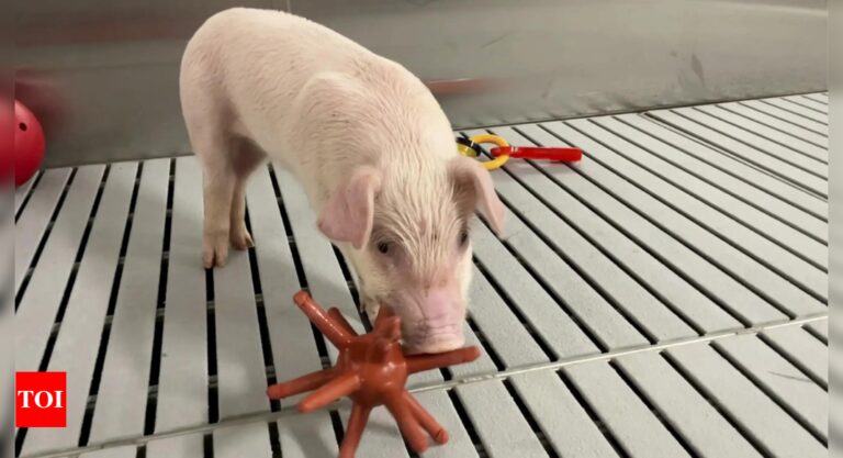 Meet some of the world’s cleanest pigs, raised to grow kidneys and hearts for humans