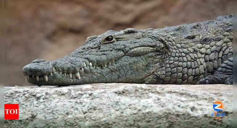 Crocodiles vs. alligators: Spotting the differences |