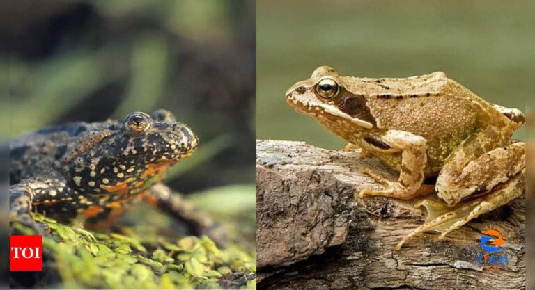 Toads vs Frogs: Know the key differences on the basis of skin, population, habitat and more |