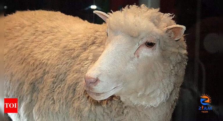 Understanding the differences between lamb and sheep: Key characteristics and uses |