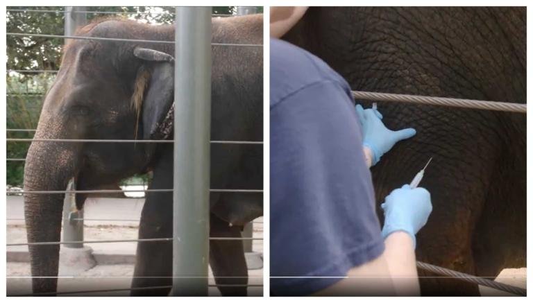 Asian elephant Tess got first vaccine for herpevirus, and can pave way for saving the animals