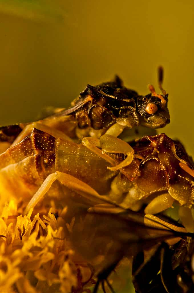 Climate crisis may be costing some insects their sex lives, suggests study. Here is how