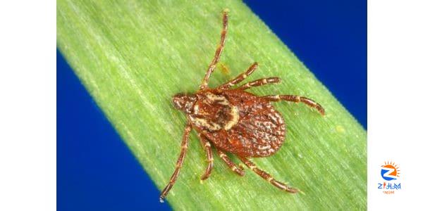 About Rocky Mountain Spotted Fever | Rocky Mountain Spotted Fever (RMSF)