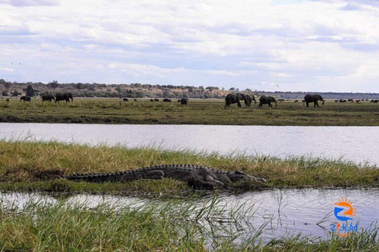 A Thrilling Day Trip to Chobe National Park, Botswana