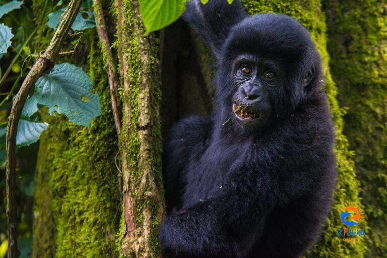 How to Go Gorilla Trekking in Mgahinga National Park