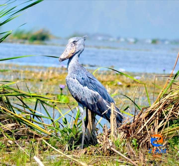 Activities in Semuliki National Park