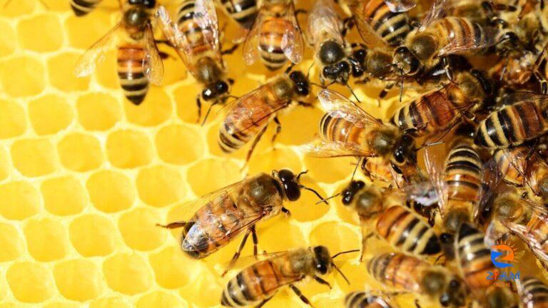 Bees, like humans, can preserve cultural traditions