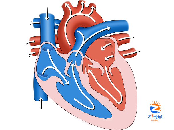 Statin Protects Heart during Lymphoma Treatment