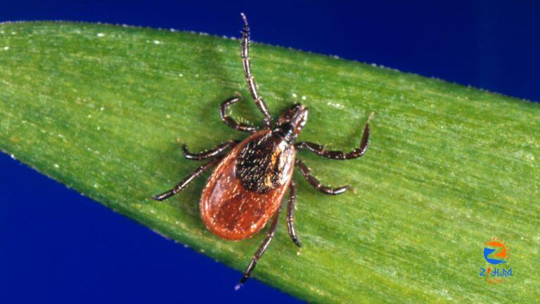 About Lyme Disease | Lyme Disease