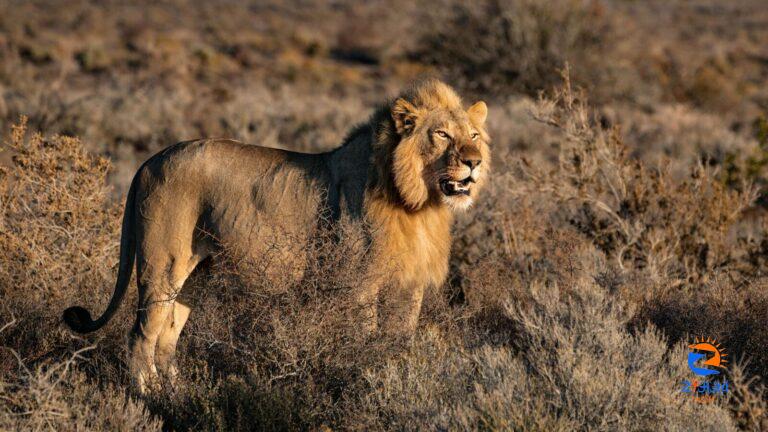 Lion with amputated leg swims record-breaking distance for ‘female partner’