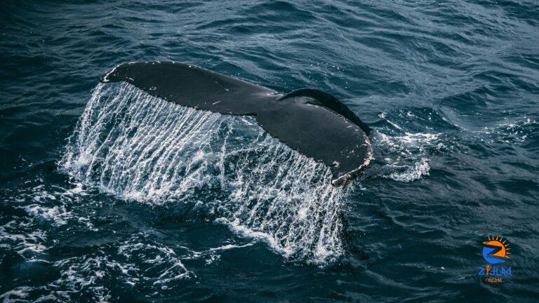 North Atlantic right whales, ‘exceptionally rare’ and soon may go extinct, spotted in Ireland