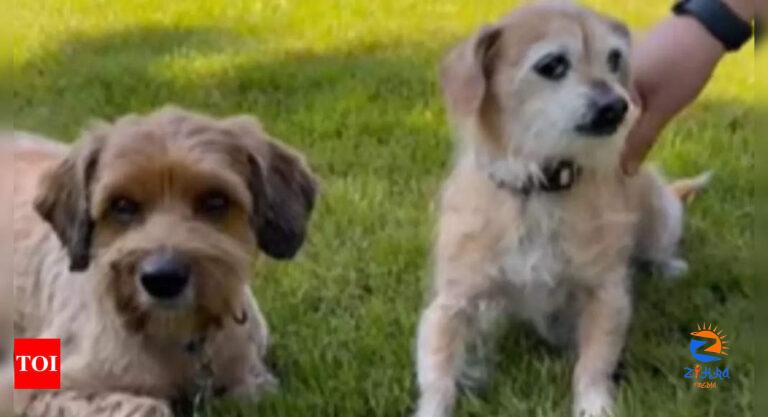 Mommy-son reunion: DNA test reunites a dog with his long lost mother; watch