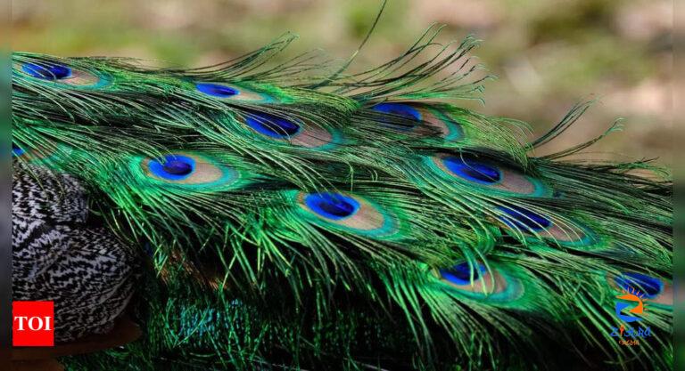 Keep Peacock Feathers at these places to attract Luck and Wealth |