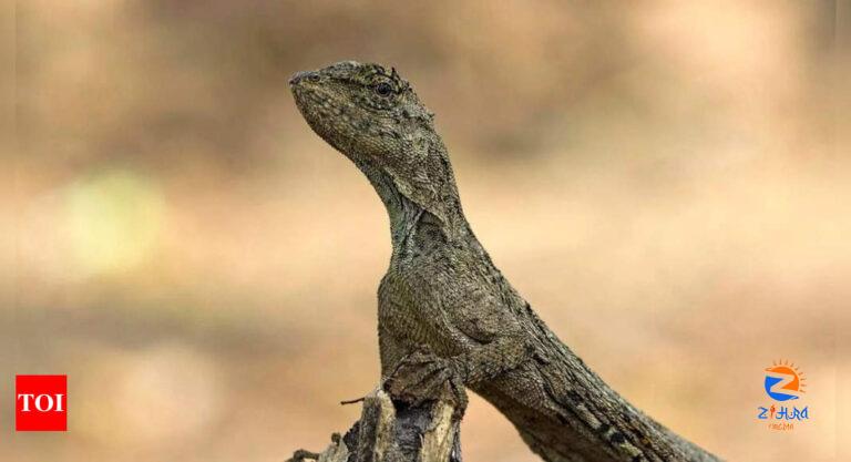 What Does It Mean If You Dream About a Lizard |