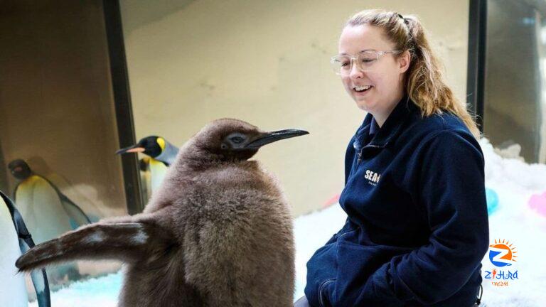 Watch: New social media sensation Pesto, a king penguin who has already broken records at Melbourne aquarium