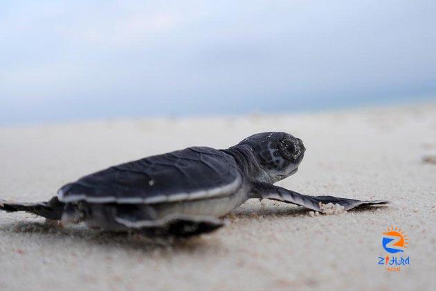 Visit to Indonesia’s islands of sea turtle eggs